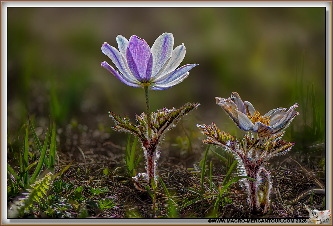 ANEMONES